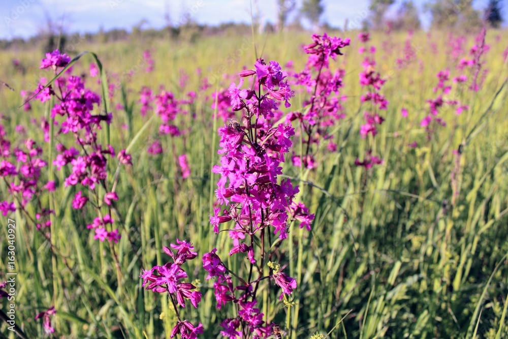 Red inflorescences of flowers (Silene viscaria) against the background of tall grass. Red inflorescences of flowers (Silene viscaria) against the background of tall grass.