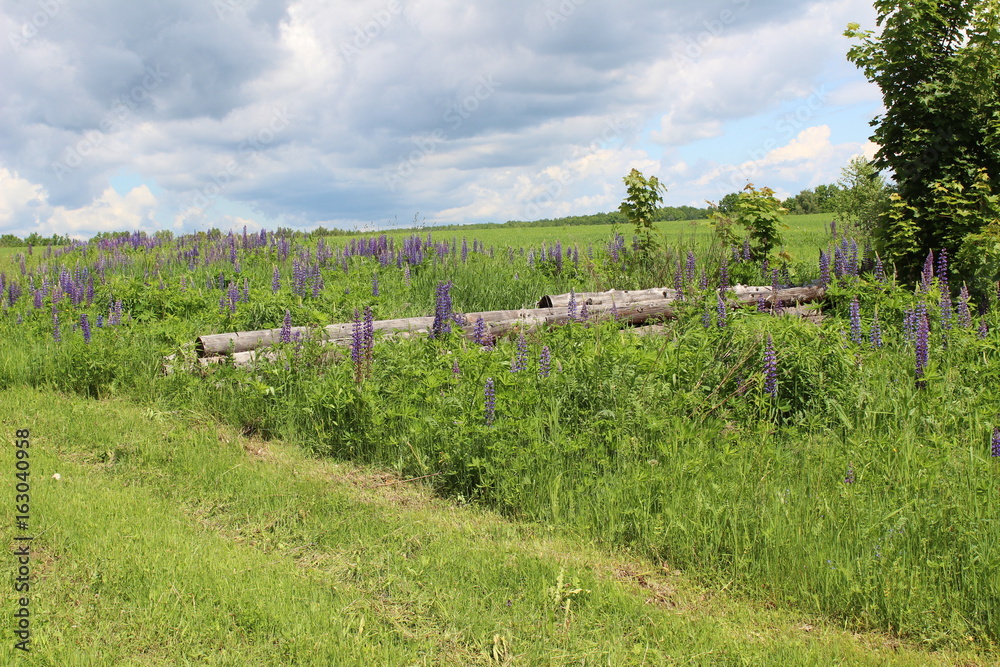 Logs against the backdrop of lupines and an endless field in the background.