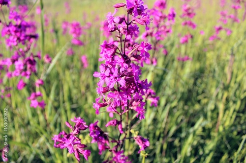Red inflorescences of flowers (Silene viscaria) against the background of tall grass.
