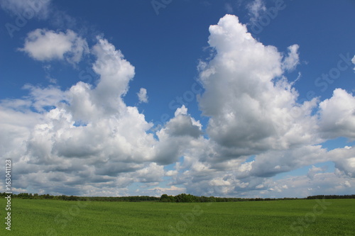 Beautiful cumulus clouds in the sky above the green field.