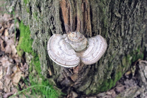 A white tree mushroom grows on the tree's stem close to its roots.