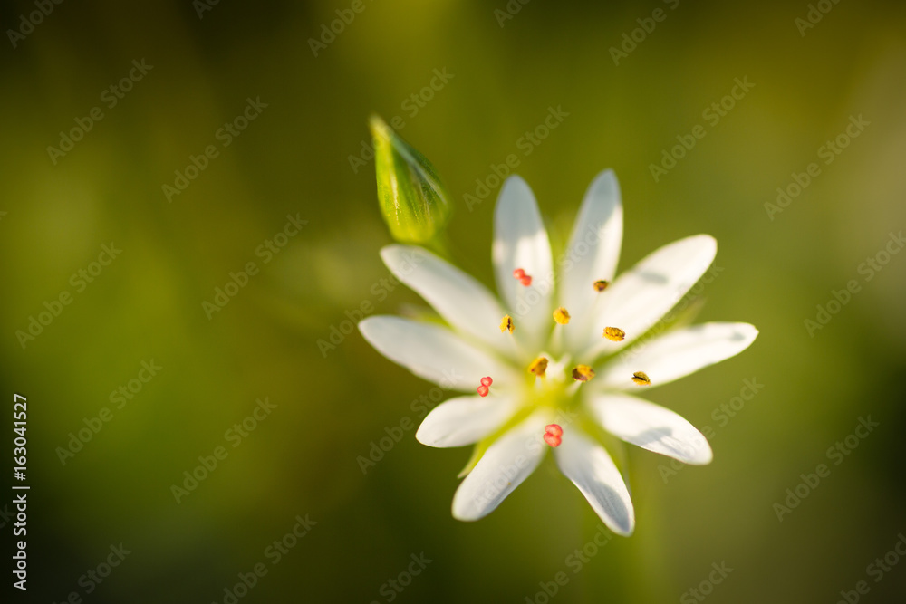 Fototapeta premium Blossom