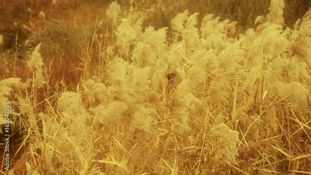 river reeds in wind,shaking wilderness,Bright sunshine,sunset,sunrise,Hazy style. river reeds in wind,shaking wilderness,Bright sunshine,sunset,sunrise,Hazy style.