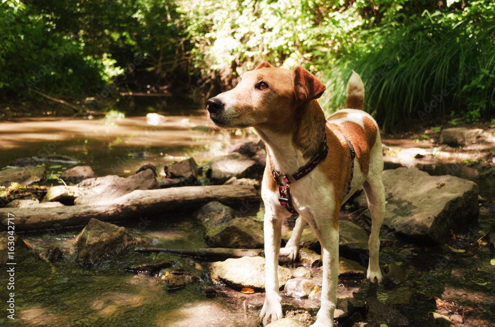 fox terrier outdoor in nature summer creek cooling down. water creek summer chilling nature fox terrier outdoor in nature summer creek cooling down. water creek summer chilling nature