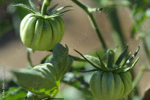 green tomato zapotec photo
