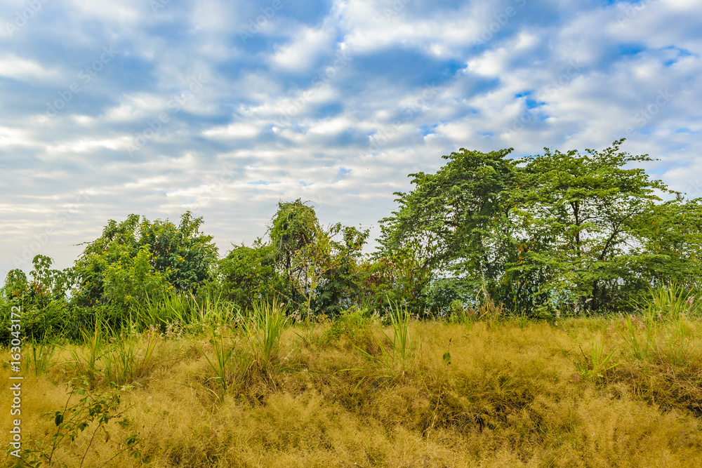 Meadow Tropical Landscape Scene, Guayaquil, Ecuador