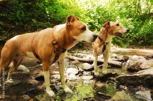 dogs drinking water nearby creek in nature. hydrating nature creek terrier d