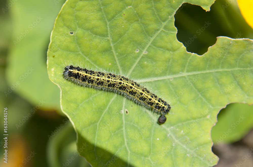 An exotic caterpillar stuck to a bright green leaf in a natural environment.