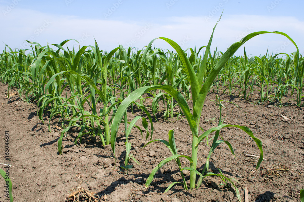 Corn field on a sunny day Corn field on a sunny day