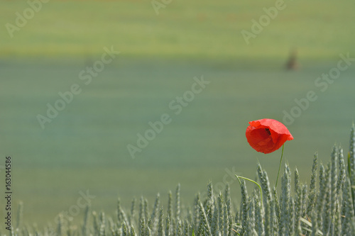 barley field with poppy