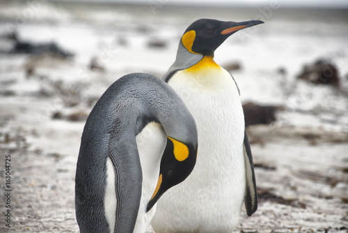 King penguin pair on Falkland Islands