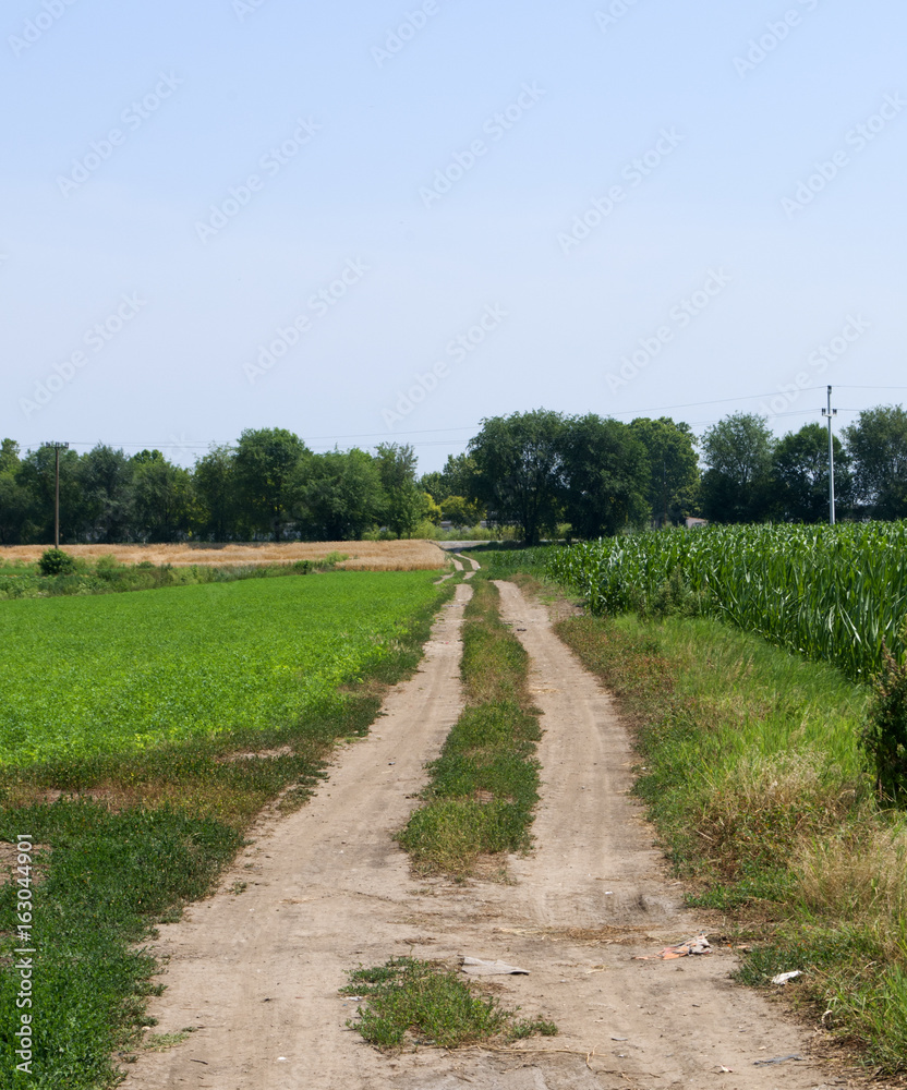 Unpaved road in the fields on a sunny day