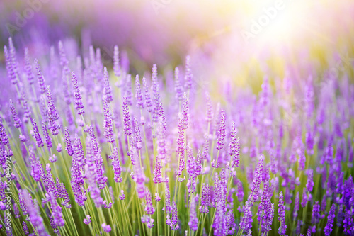 Sunset over a violet lavender field in Provence, France