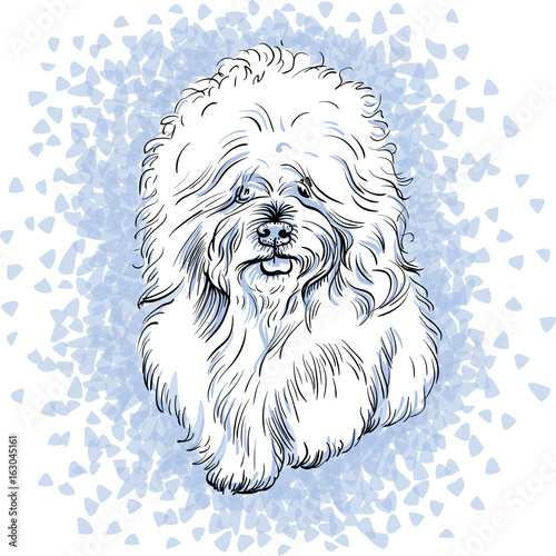 white cute dog Bichon Frise breed on blue background