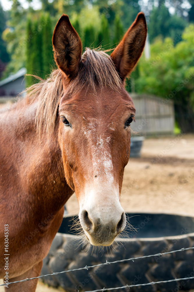 Naklejka premium Mule in a fenced pasture with junk behind it