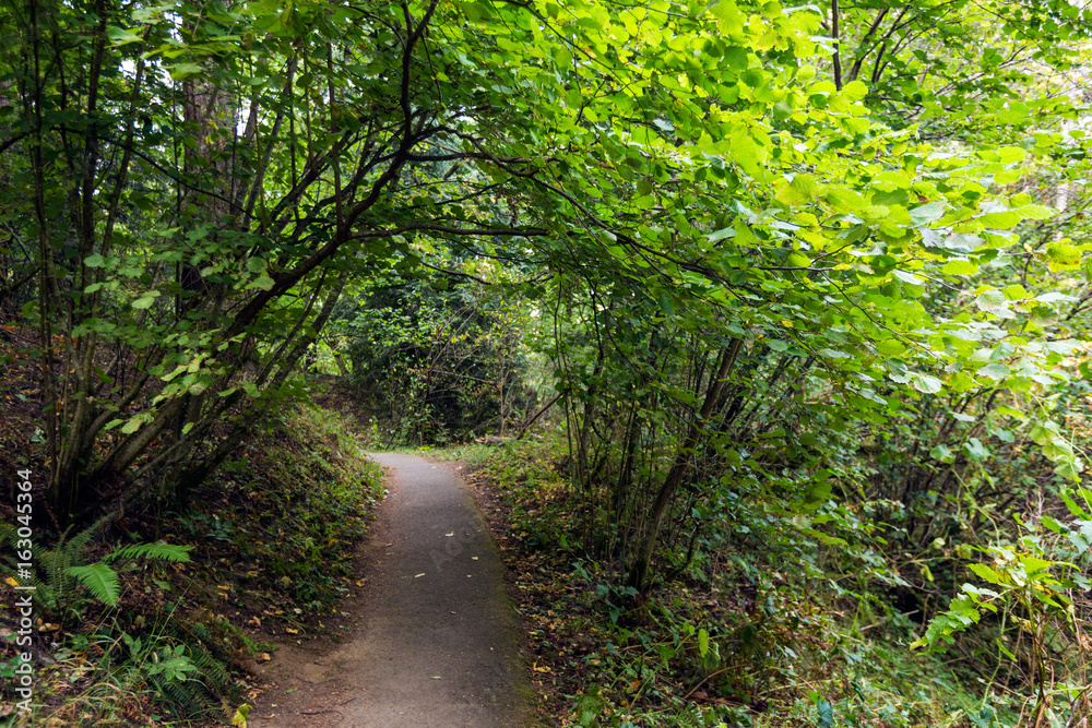 Obraz premium Pathway trail through a green forest