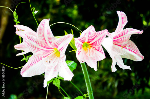 Hippeastrum pink white