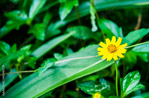 Singapore dailsy yellow