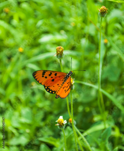 Small orange butterfly