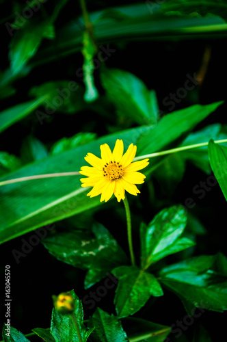 Singapore dailsy yellow