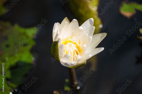 White lotus