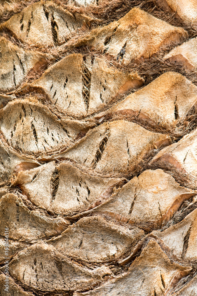 Palm Tree Texture - Caleta de Fuste