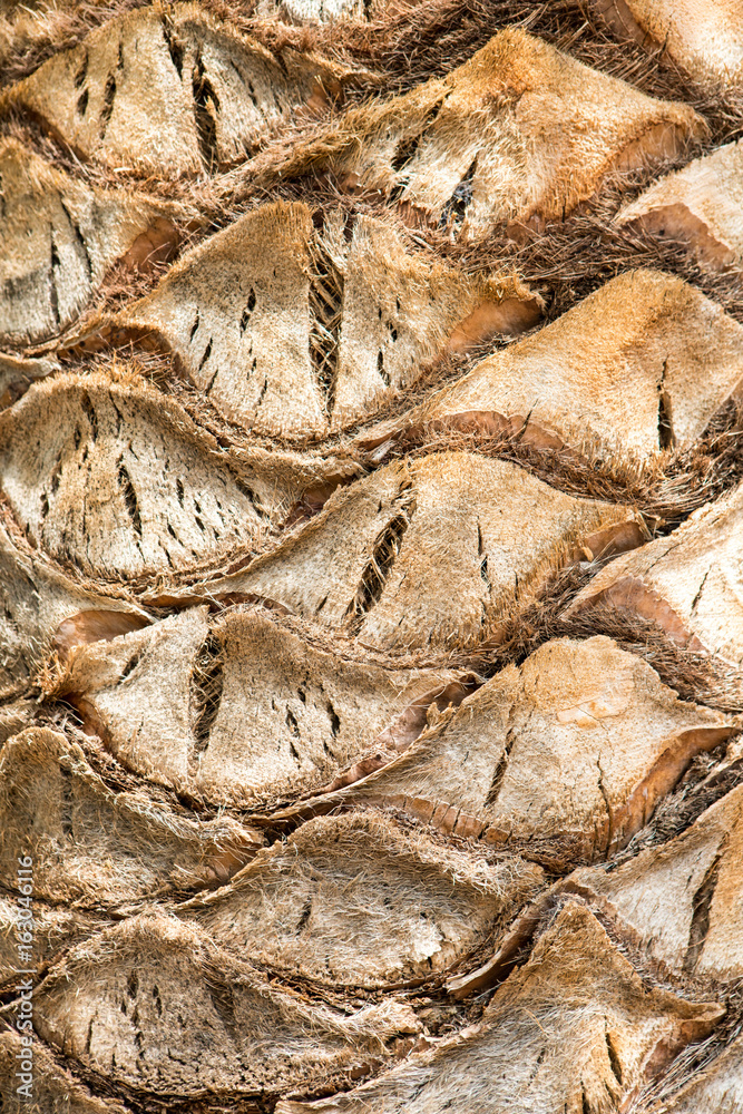 Palm Tree Texture - Caleta de Fuste Palm Tree Texture - Caleta de Fuste
