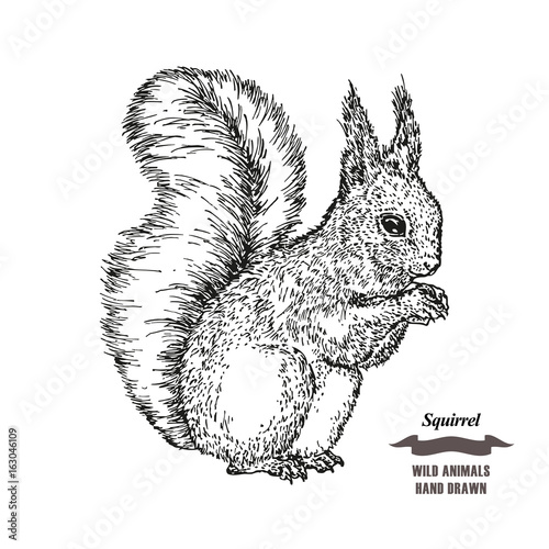 Forest animal squirrel. Hand drawn black ink sketch on white background. Vector illustration engraving style.