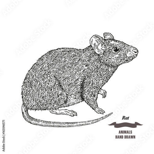 Hand drawn mouse or rat animal. Black ink sketch on white background. Vector illustration engraving style.