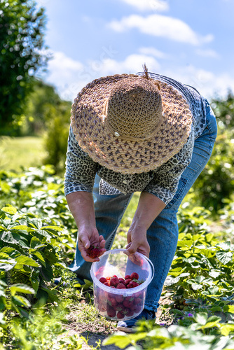 Senior woman in the garden, harvest strawberries in field in organic farm
