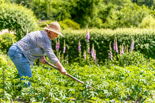 Summer gardening - woman working on field of potatoes, organic farming concept
