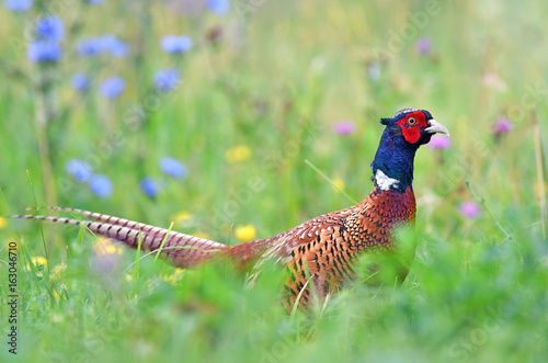 Wild pheasant in a grass