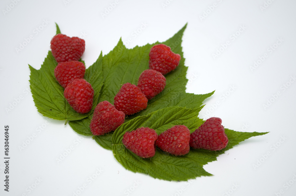 Bright red fresh raspberries, from a family orchard. The raspberry type is Polana Bright red fresh raspberries, from a family orchard. The raspberry type is Polana