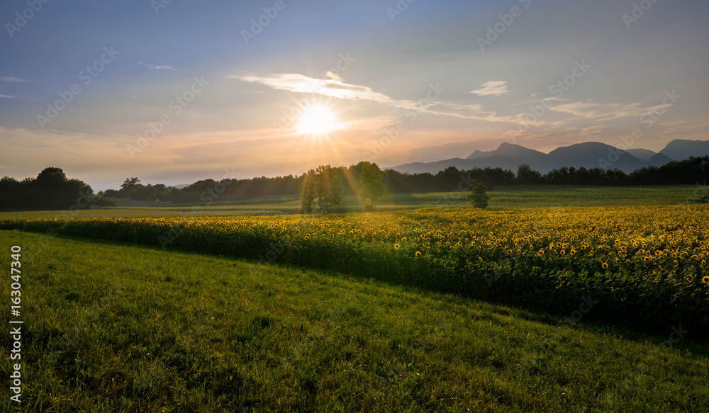 Beautiful yellow sunflowers on a summer sunset in the italian meadows.