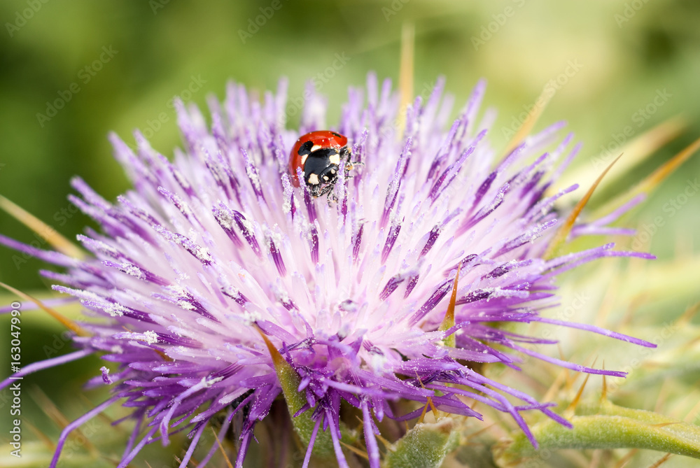 Fototapeta premium Ladybug on beautiful flower Ptilostemon niveus. Madonie, Sicily