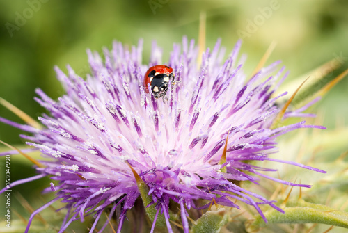 Ladybug on beautiful flower Ptilostemon niveus. Madonie, Sicily
