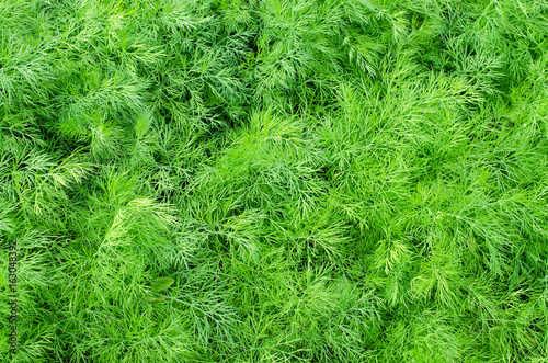 Fresh green dill close up in nature