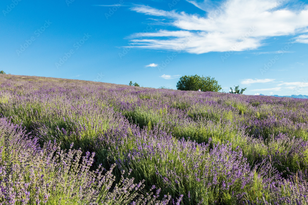 Obraz premium fioritura lavanda