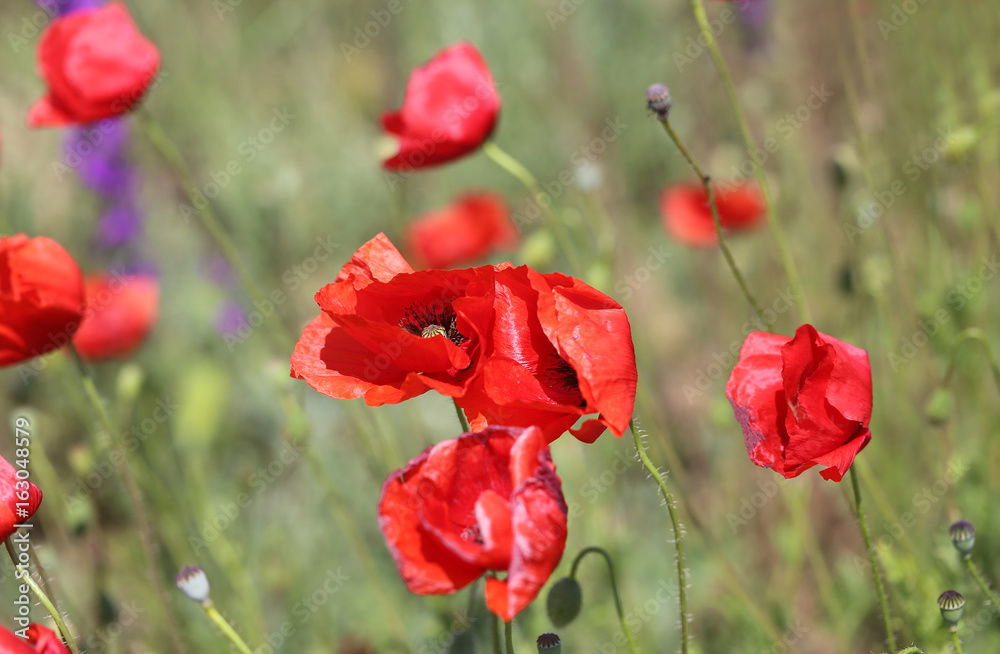 Obraz premium red poppies growing