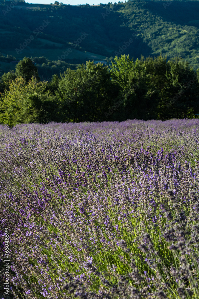 Fototapeta premium fioritura lavanda