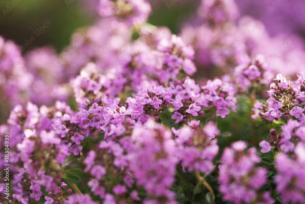 Flowering thyme Flowering thyme