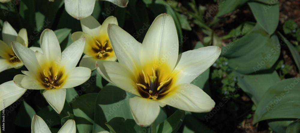 Obraz premium Blume / Lilie