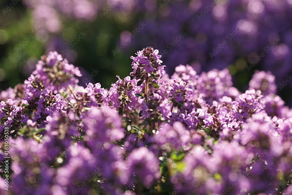 Flowering thyme Flowering thyme