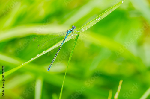 A beautiful dragonfly on a summer day sits on a green leaf with a colorful background