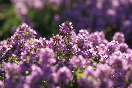 Flowering thyme © Olga Tkacheva