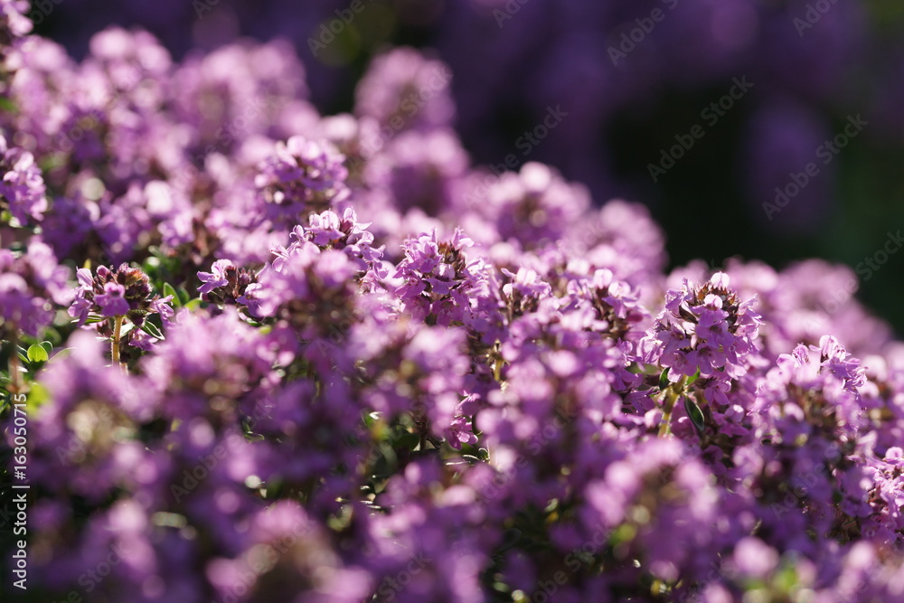 Flowering thyme Flowering thyme
