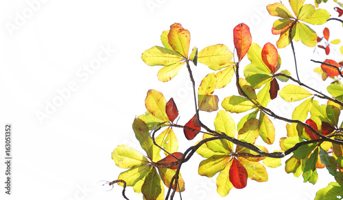Green and Red leave on white background