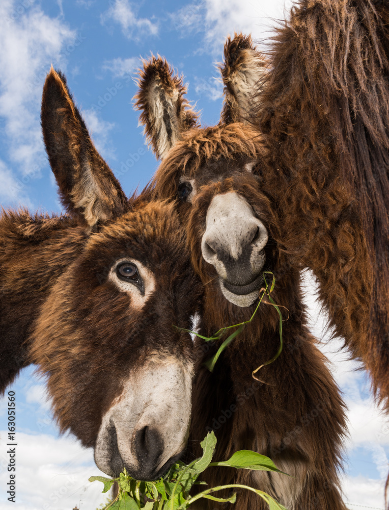 Fototapeta premium Cute fluffy and hairy donkeys in a field eating grass