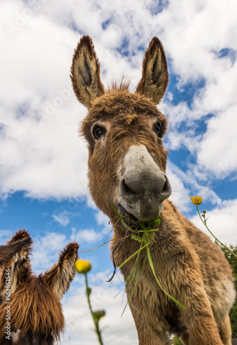 Cute fluffy donkey eating grass in a spring meadow