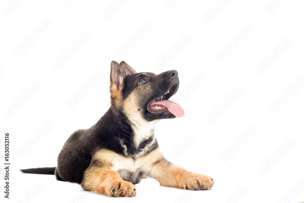 Shepherd puppy looking at the white background Shepherd puppy looking at the white background